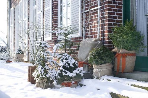 winter_protecting_plants.jpg