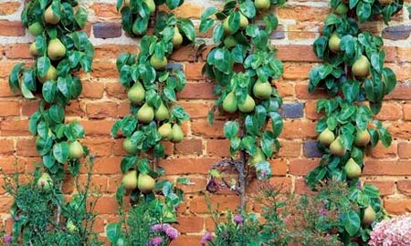 Garden Designing With Fruit Containers | www.coolgarden.me