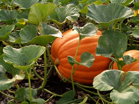 How many pumpkins does one vine produce?
