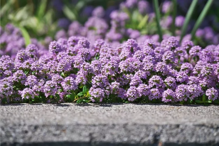 Best Year-Round Evergreen Plants for Full Sun purple color Creeping Thyme