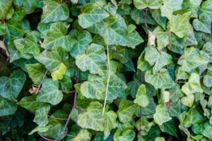 Best Year-Round Plants for Shade English Ivy plants hanging green yellow leaf