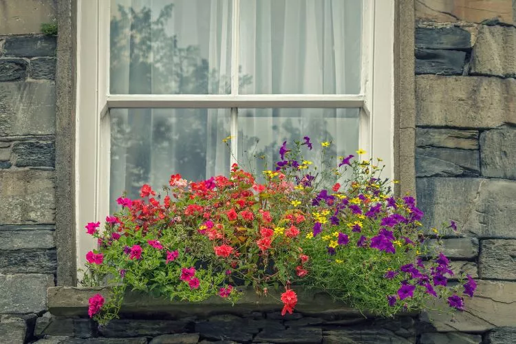 european window boxes red, purple, yellow, pink flower on window box