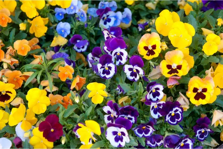 Plants for Winter Window Boxes Pansies flower looks stunning