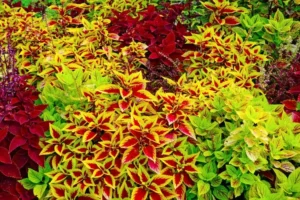 Shade Plants for Summer colorful plants leaf
