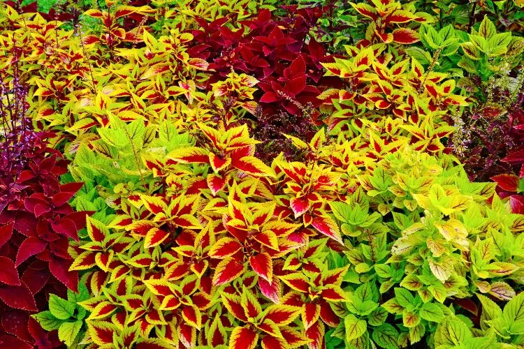 Shade Plants for Summer colorful plants leaf