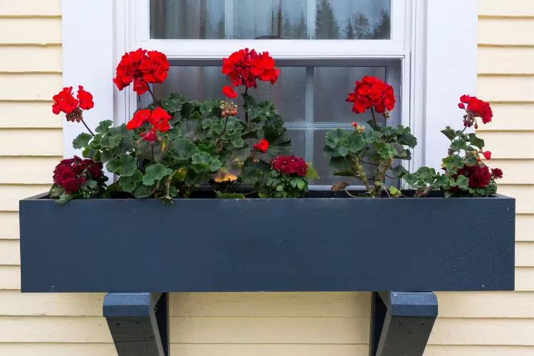 spring window box, summer window box, fall window box, winter window box black color window box with red flower