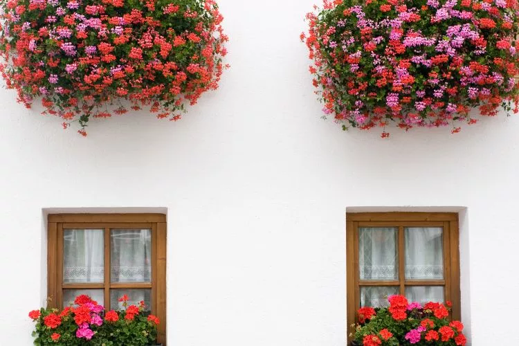Window Box Flowers Ideas Red and pinkish flower