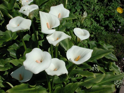 calla-lilies-garden