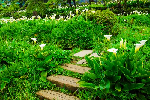 Garden-of-Calla-Lilies