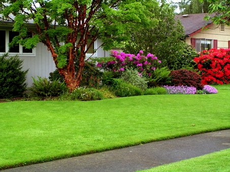 green-healthy-lawn