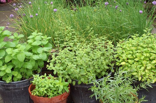 herbs-in-garden