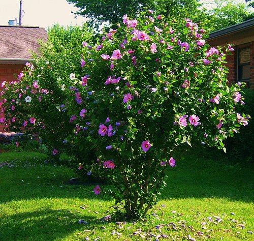 hibiscus bush