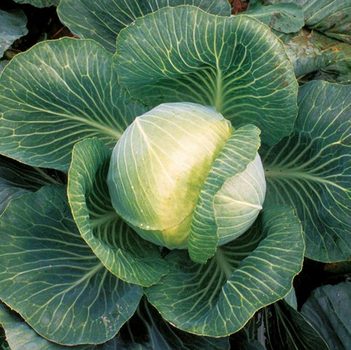 Kilaxy cabbage