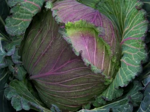 king winter cabbage