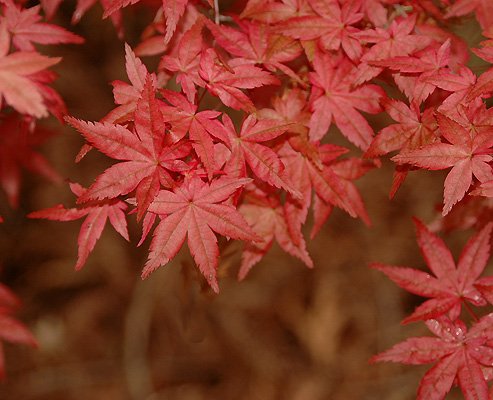 maples red