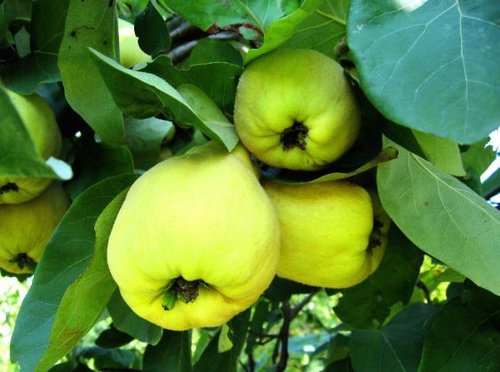 quince-trees
