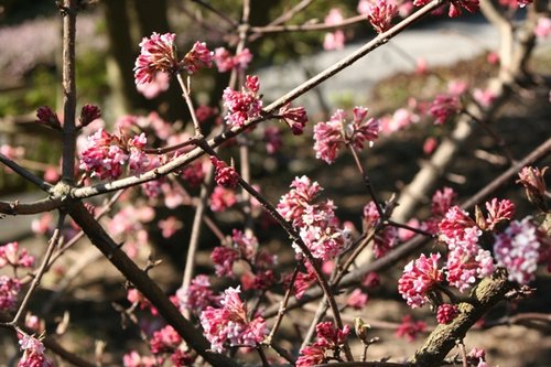viburnum-shrub-blossom