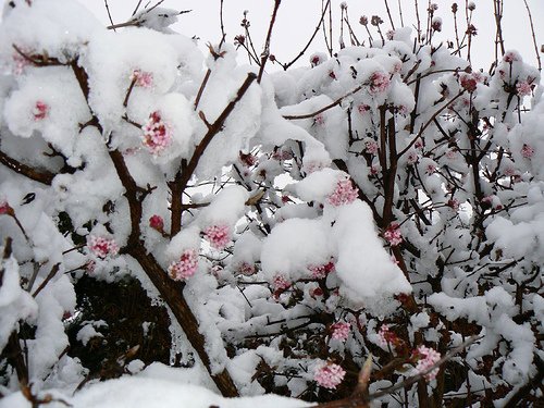 viburnum-under-snow