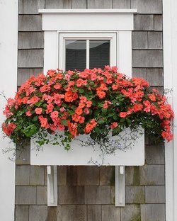 window-boxes-flowers