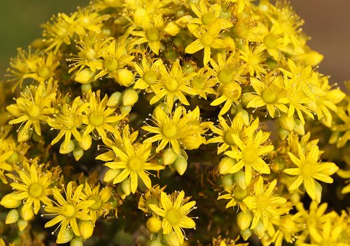 aeonium-arboreum-with-flowers-yellow