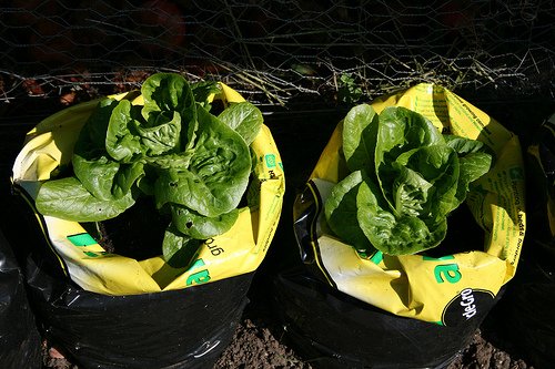 growbags-lettuce