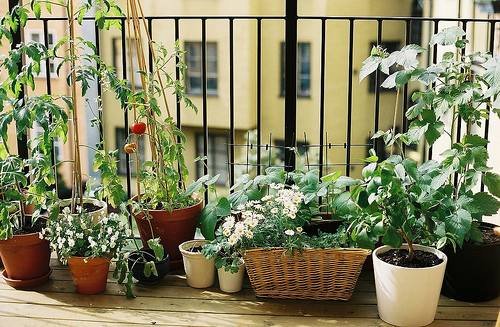 balcony-garden3