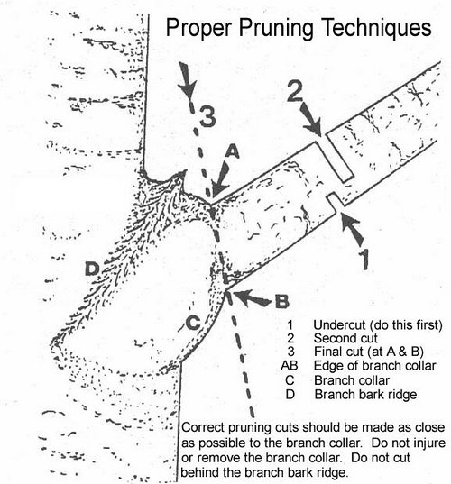 pruning-technique