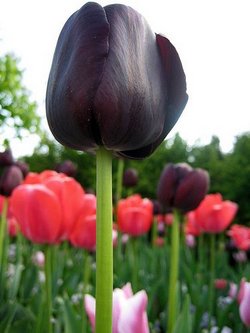 tulip-small3