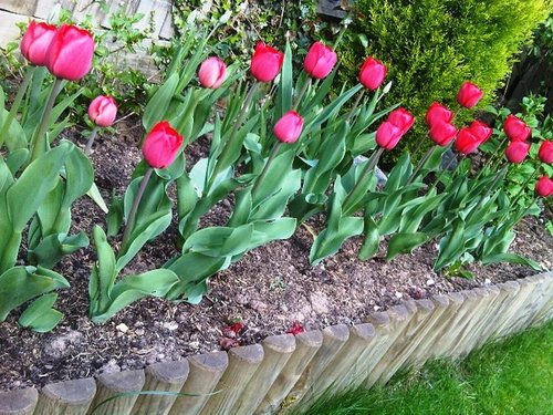 tulips-garden1