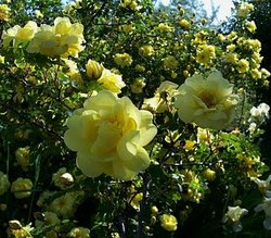 yellow wild roses