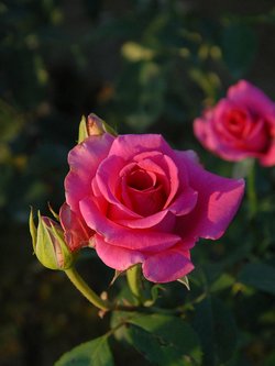 long-stem-roses