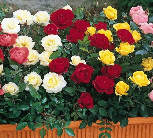 miniature-roses