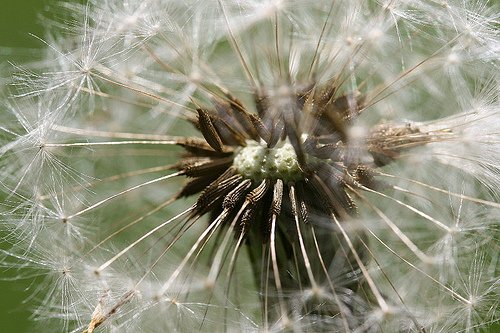 dandelion-seedhead
