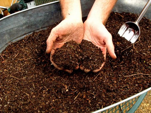 earthworms-compost