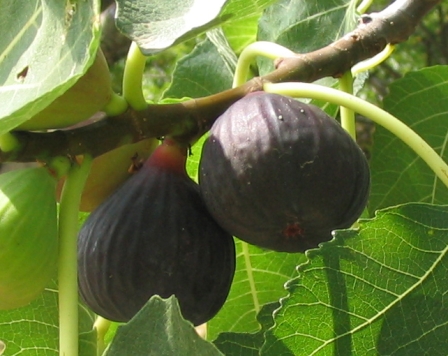 fig-tree-fruit