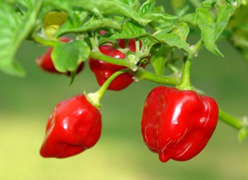 habanero-peppers1