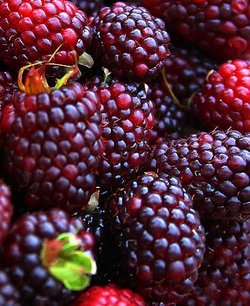 Raspberry Brandywine