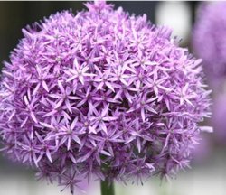 purple-garden-flowers