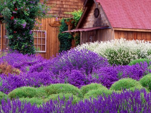 Imágenes de flores de jardín púrpura