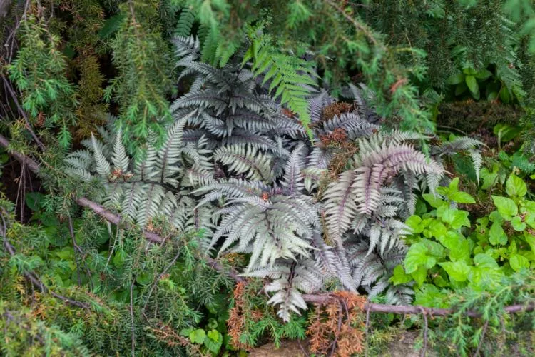 Japanese Painted Fern, Athyrium Niponicum colorful fern