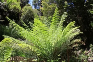 Soft Tree Fern located in a garden sunny weather