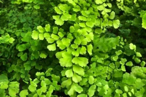 ground cover ferns very attractive