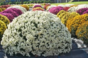 How to Plant Chrysanthemums Outdoors Multiple Color Chrysanthemums Flower in the Garden