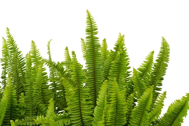 How to Propagate Ferns lots of fern growing