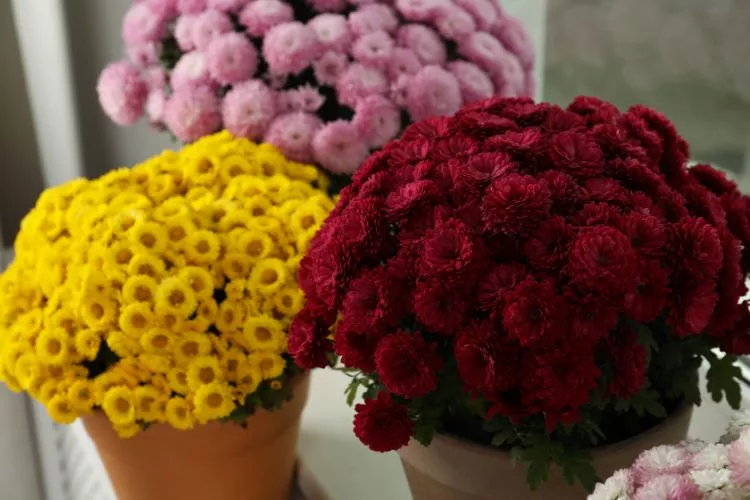 Special Problems With Growing Chrysanthemums Indoors 3 Colors Chrysanthemums Flower Red Yellow Pinkish
