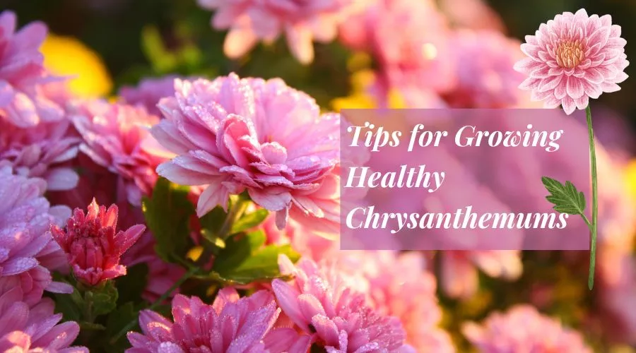chrysanthemum care Tips for Growing Healthy Chrysanthemums flower in the garden