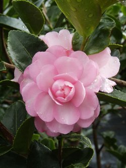 Camellia-sasanqua