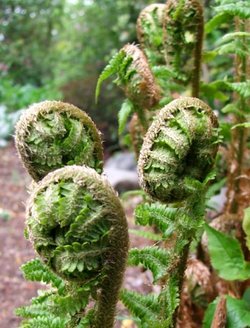 young-ferns