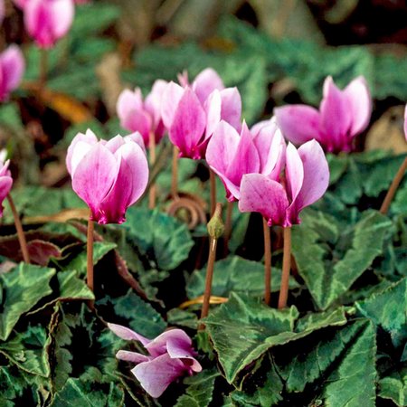 cyclamen-flowers