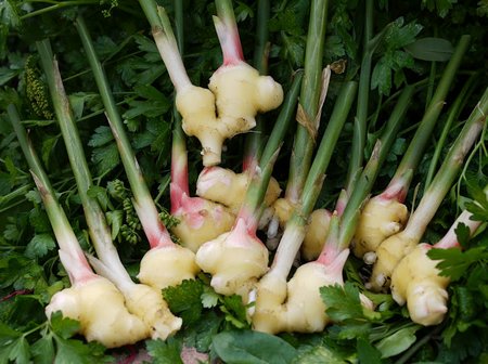 Image result for herb plant ginger